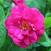 An excellent climber for cold regions.this rose in the canadian explorer series is named after italian explorer and adventurer john cabot (c. John Cabot