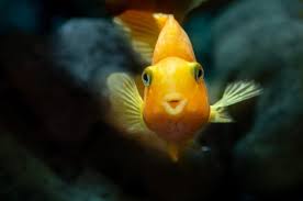 Fish With Human Like Face Is Terrifying The Internet