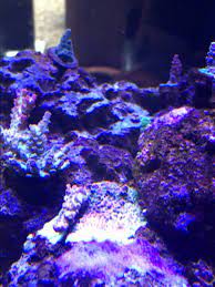 Sps Too Much Light Or No Reef2reef Saltwater And Reef Aquarium Forum