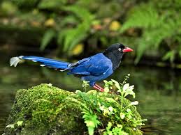 Taiwan Blue Magpie Taiwan National Bird Bird Beautiful Birds Magpie