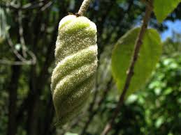 Image result for Helicteres