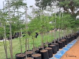 Image result for Caesalpinia ferrea