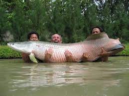 Animal A Day Arapaima Tropical Freshwater Fish Giant Fish Fish Gallery
