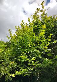 Image result for Grewia avellana