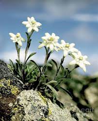 Pin On Edelweis Flower