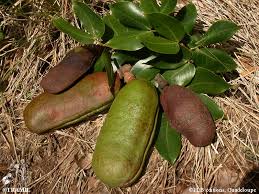 Image result for Hymenaea courbaril