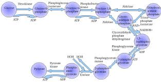 glycolysis diagram steps pathway cycle products