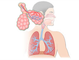 In recent years, a number of enterprising souls have placed materials online that deal with both human anatomy and physiology. Respiratory System Anatomy Parts Functions