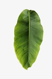 Banana Leaves Banana Clipart In Kind Png Transparent Clipart Image And Psd File For Free Download Leaf Photography Leaves Banana Leaf