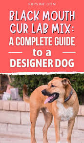 Maybe you would like to learn more about one of these? Black Mouth Cur Lab Mix A Complete Guide To A Designer Dog