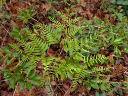 Image result for Pteridium