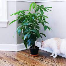 We did not find results for: Bringing Nature Indoors House Plants That Are Safe For Cats The Small Things Blog
