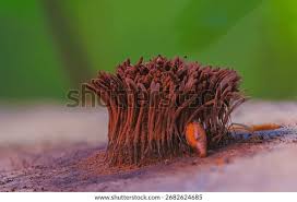 Image result for Stemonitis splendens