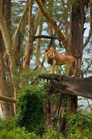 Not Found African Rainforest Animals Animals Wild