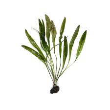 Image result for Aponogeton