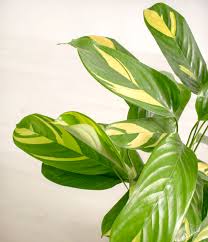 Image result for Ctenanthe marantifolia