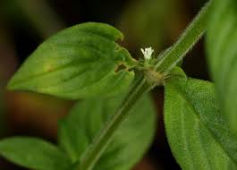 Image result for Hexasepalum sarmentosum