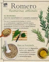 ROMERO: la ciencia detrás de nuestras plantas medicinales 🌿 El romero, ese  humilde arbusto que ha acompañado nuestra vida cotidiana durante siglos, se  encuentra en la cocina, en las infusiones y en