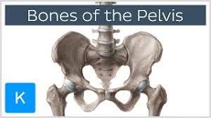 We did not find results for: Bones Of The Pelvis Human Anatomy Kenhub Youtube
