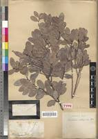 Image result for Mystroxylon