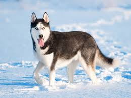 Siberian Husky Elityavru Com