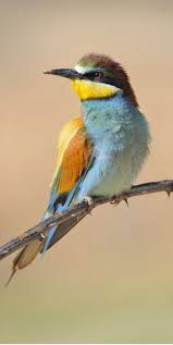 Abejaruco Europeo European Bee Eater Bienenfresser Guepier D Europe Beautiful Birds Pretty Birds Bird Pictures