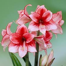 Bring the amaryllis back indoors before there is any danger of frost. Charisma Amaryllis Bulb Hippeastrum High Country Gardens