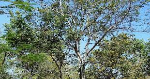 Image result for Guibourtia conjugata