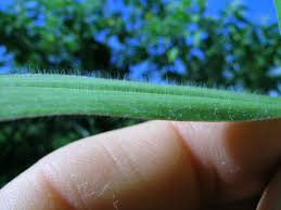 Image result for Urochloa umbellata