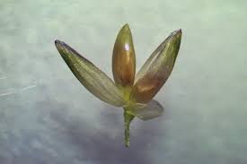 Image result for Panicum repentellum