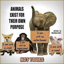 Pin On Anti Speciesism