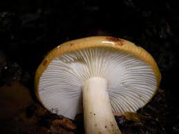 Image result for Russula perlactea