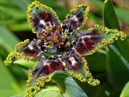 Image result for Ferraria glutinosa