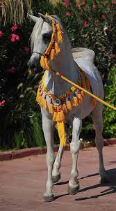 Caballo Arabe Animales Caballo Hermosos Caballos Bonitos