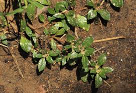 Image result for Guilleminea densa