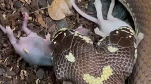 Play the classic mobile snake game for free online. Two Headed Snake Swallows Two Mice Together In Chilling Video