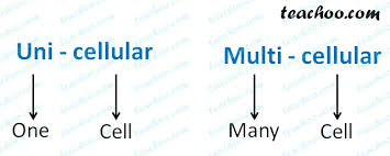 Check spelling or type a new query. Multicellular And Unicellular Organisms Differences And Examples