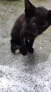beyza the kedi velisi thekedivelisii twitter