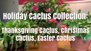 Check spelling or type a new query. My Holiday Cactus Collection Thanksgiving Cactus Christmas Cactus Easter Cactus Youtube