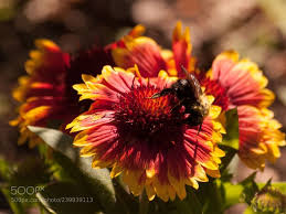 Check spelling or type a new query. Side Bee Elneuf Canada E 620 Macro Photo Insect Nature Bee Photo Siding