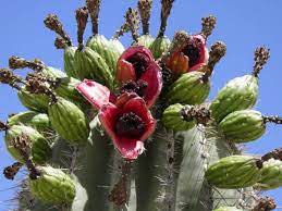 Although cactus are synonymous with desert regions, they are found in some unlikely places. Edible Cacti And Succulents World Of Succulents