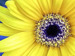 White flower arrangements featuring classic white daisies are commonly used for bridal bouquets or to express sympathy. Yellow Gerbera Daisy Photograph By Janice Drew