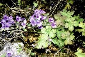 Image result for Sphaeranthus gazaensis