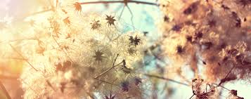 Clematis armandi is a deciduous or evergreen vine that climbs by twisting stems and petioles. N 9 Clematis Original Bachflower