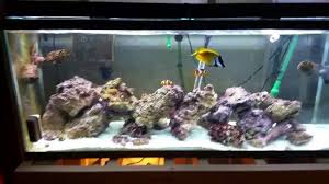 Aquaneat Led Aquarium Light Youtube