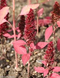 Image result for Amaranthus hybridus