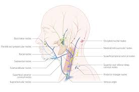 Normally, the thyroglossal duct then involutes, but when the duct persists, a thyroglossal duct cyst can develop anywhere along this tract (figure). Overview Of The Head And Neck Region Amboss