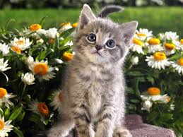 اجمل صور قطط كيوت صور قطط جميلة Hd اجمل صور القطط في العالم 2020