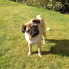 Winston Playing In The Garden Animals Dogs Winston