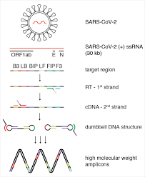 Sequence detector checks binary data bit stream and generates a signal when particular sequence is detected. Reverse Transcription Loop Mediated Isothermal Amplification Wikipedia